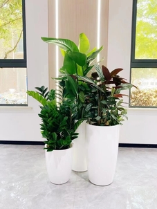 宁波慈溪花木租摆哪家好